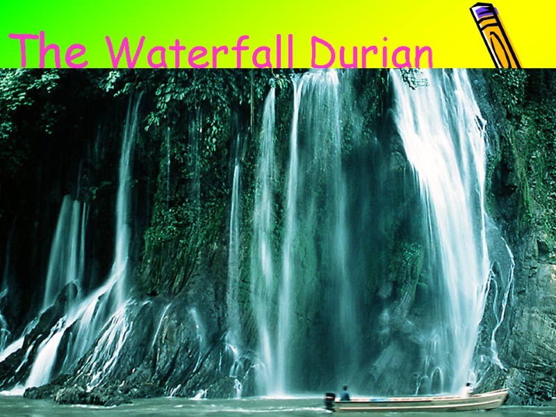 The Waterfall Durian